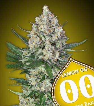 Lemon OG > 00 Seeds Bank | Graines Féminisées  |  Hybride