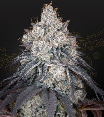 Lemon Orange > Green House Seed Company | Semillas feminizadas  |  Sativa