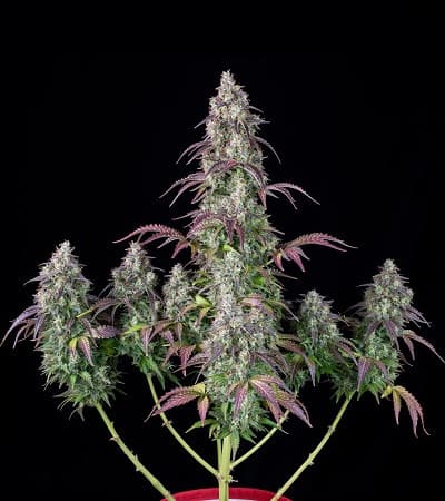 Lemon Pie Auto > Fast Buds Company | Graines Autofloraison  |  Hybride