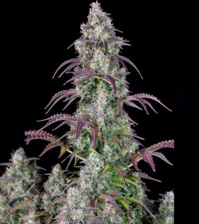 Lemon Pie Auto > Fast Buds Company | Autoflowering Hanfsamen  |  Hybrid