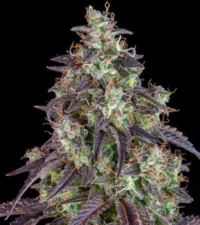 Lemon Pie Auto > Fast Buds Company | Autoflowering Hanfsamen  |  Hybrid