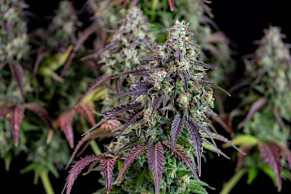 Lemon Pie Auto > Fast Buds Company | Autoflowering Cannabis   |  Hybrid