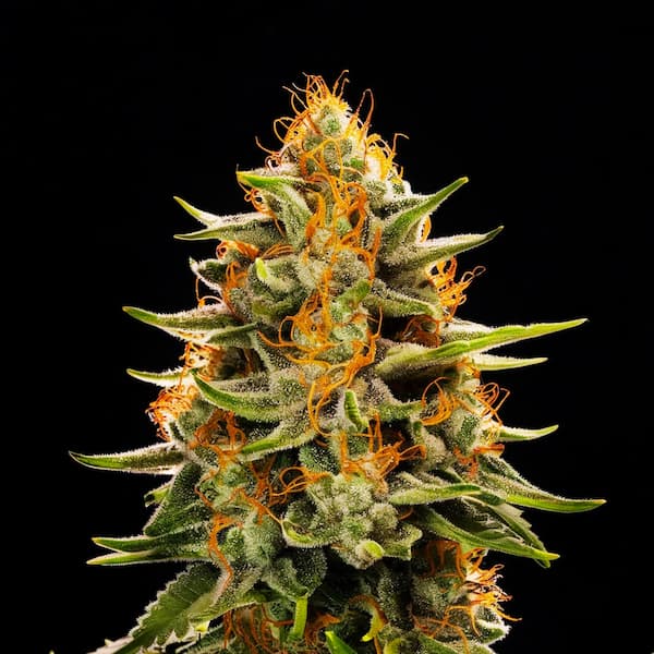 Lemon Pie CBD+ > CBD+ Buds | CBD cannabis seeds  |  Sativa