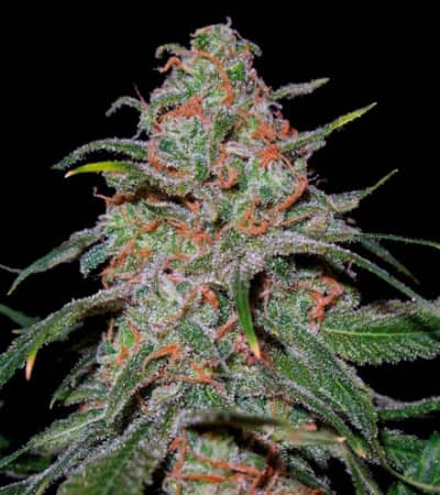 Lemon Skunk > DNA Genetics | Feminized Marijuana   |  hybrid