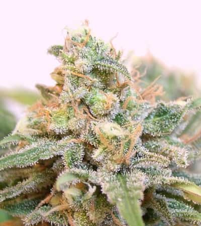 Lemon Skunk > Green House Seed Company | Feminized Marijuana   |  hybrid