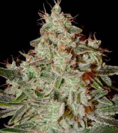 Lemon Skunk > Green House Seed Company | Feminized Marijuana   |  hybrid