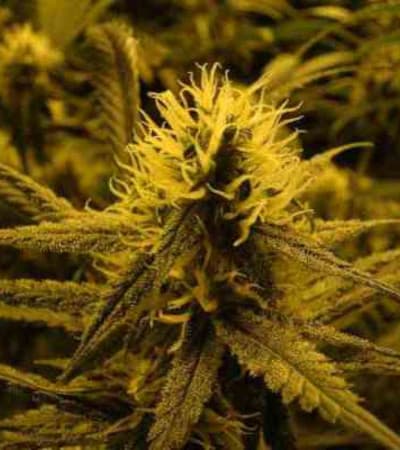 Lemon Skunk > Green House Seed Company | Feminized Marijuana   |  hybrid