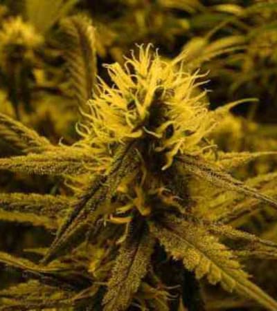 Lemon Skunk > Green House Seed Company | Feminisierte Hanfsamen  |  Hybrid