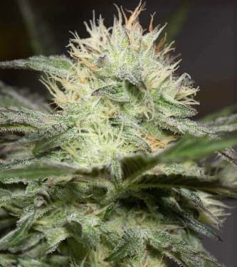 Lemon Sorbet > Silent Seeds | Feminized Marijuana   |  Indica