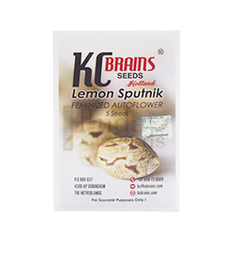 Lemon Sputnik Auto > KC Brains | Autoflowering Hanfsamen  |  Hybrid