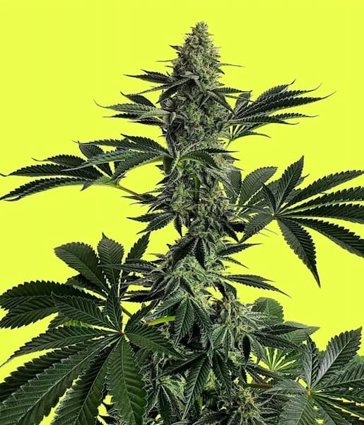 Lemon Storm Seed > Pure Instinto | Feminized Cannabis   |  Hybrid