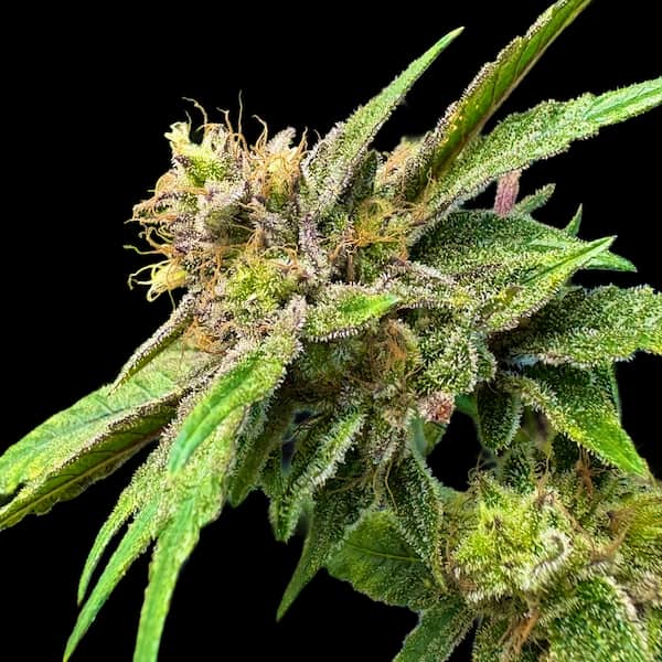 Lemon Strawberry Bomb semilla > Elev8 Seeds | Semillas feminizadas  |  Índica
