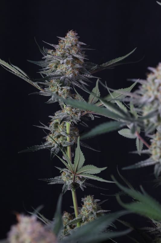 Lemon Tree Auto Seed > Fast Buds Company | Autoflowering Cannabis   |  Sativa