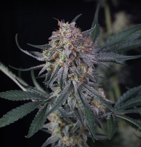 Lemon Tree Auto Seed > Fast Buds Company | Autoflowering Cannabis   |  Sativa