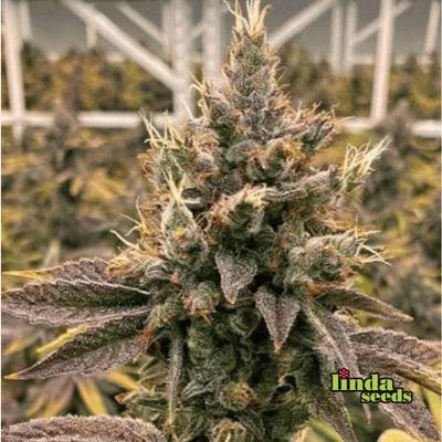 Lemon Tree graines > Linda Seeds | Graines Féminisées  |  Hybride