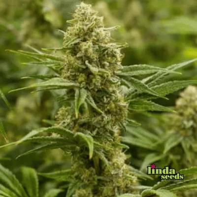 Lemon Tree graines > Linda Seeds | Graines Féminisées  |  Hybride