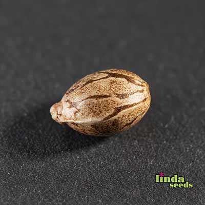 Lemon Tree Samen > Linda Seeds | Feminisierte Hanfsamen  |  Hybrid