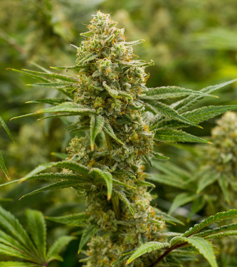 9+ Punch Cake Strain