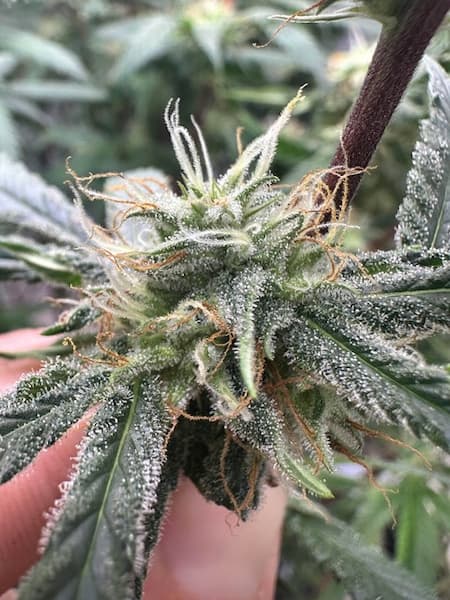 Lemon Tree S1 graines > Elev8 Seeds | Graines Féminisées  |  Indica