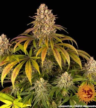 Lemon Tree > Barneys Farm | Feminisierte Hanfsamen  |  Hybrid