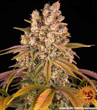 Lemon Tree > Barneys Farm | Feminisierte Hanfsamen  |  Hybrid