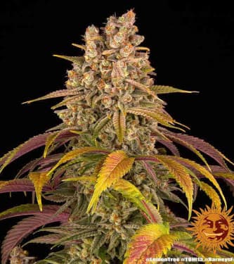 Lemon Tree > Barneys Farm | Feminized Marijuana   |  hybrid