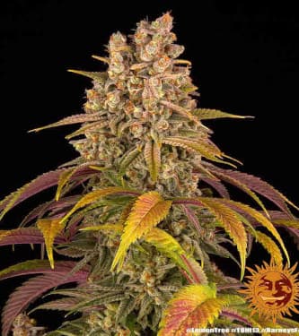 Lemon Tree > Barneys Farm | Feminisierte Hanfsamen  |  Hybrid