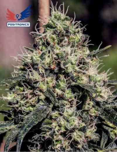 Lemon Trip Samen > Positronics | Feminisierte Hanfsamen  |  Sativa