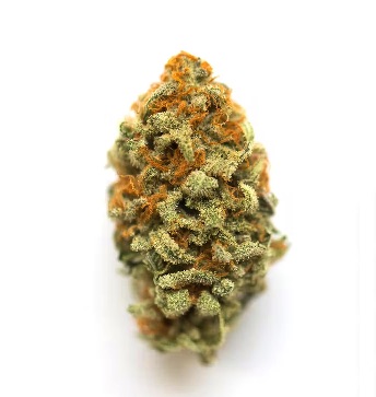 Lemon Tsunami CBD > Bulk Seeds | Medical cannabis seeds (CBD)  |  Indica