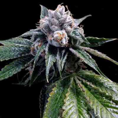 Lemon Walker > Grow Your Own | Feminized Marijuana   |  hybrid