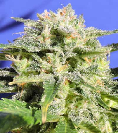 Lemonberry Haze Auto > Original Sensible Seeds | Autoflowering Hanfsamen  |  Hybrid