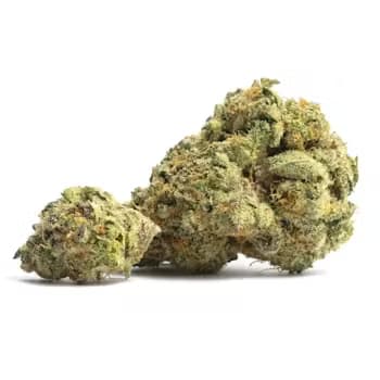 Lemongrass > Humboldt Seed Company | Feminized Cannabis   |  Indica
