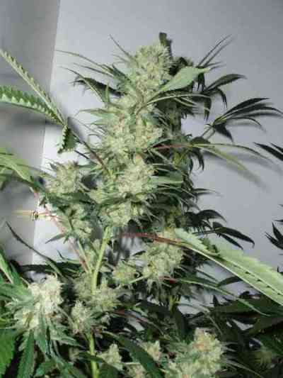 Leshaze > Cannabiogen | Graines Normal  |  Hybride