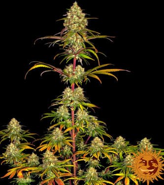 Liberty Haze > Barney`s Farm | Feminisierte Hanfsamen  |  Hybrid