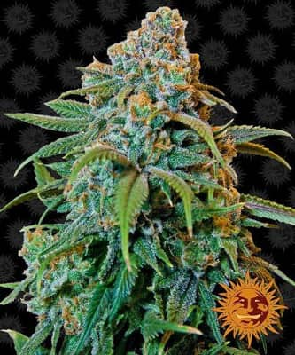 Liberty Haze > Barney`s Farm | Feminisierte Hanfsamen  |  Hybrid