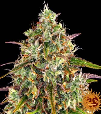 Liberty Haze > Barney`s Farm | Feminisierte Hanfsamen  |  Hybrid