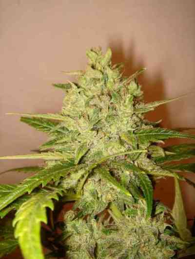 Lilly > Delicatessen | Semillas feminizadas  |  Sativa