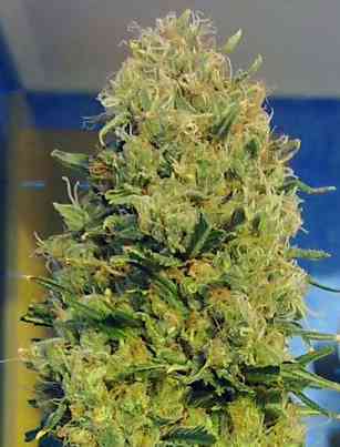 Lilly > Delicatessen | Feminized Marijuana   |  Sativa