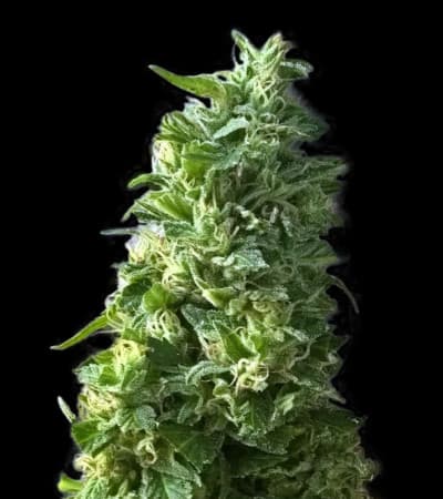 Lime Skunk > Bulk Seed Bank | Feminized Marijuana   |  Sativa