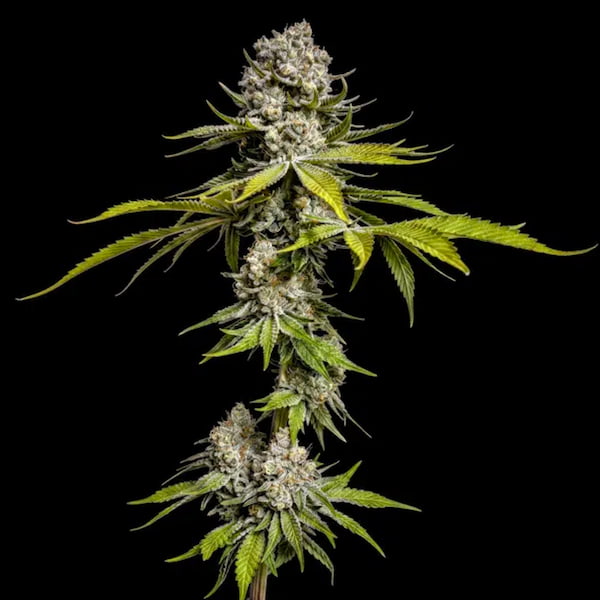 Limón de Azúcar graines > World Breeders | Graines Féminisées  |  Indica