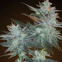 L.A. Ultra > Resin Seeds | Feminized Marijuana   |  Indica