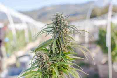 Recommendations | TOP 10 Outdoor Strains Recommendations | TOP 10 Outdoor Strains