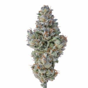 Lobster Butter Auto graines > Growers Choice | Graines de cannabis autoflo  |  Hybride
