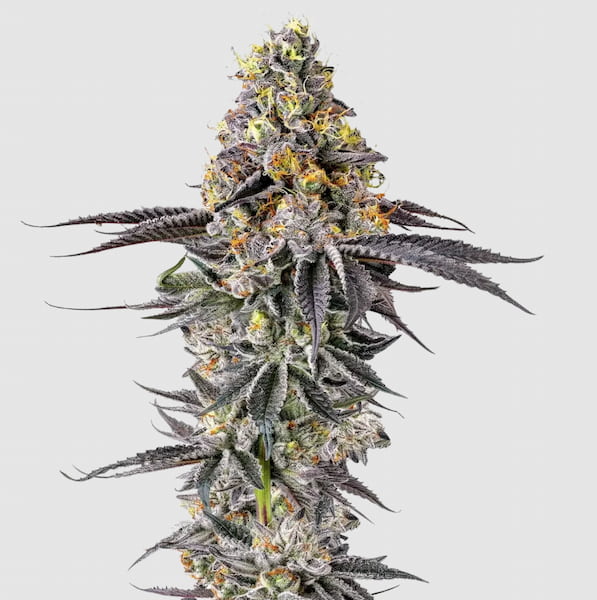 Lobster Butter Auto graines > Growers Choice | Graines de cannabis autoflo  |  Hybride
