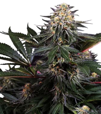 Lockdown Kush > Sensi Seeds | Feminized Marijuana   |  Sativa