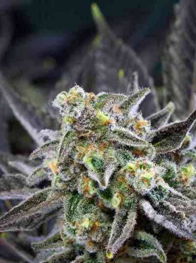 Locomotion > TGA Subcool Seeds | Regular Marijuana   |  Indica