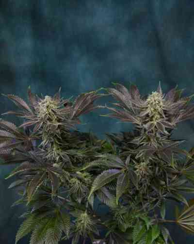 Locomotion > TGA Subcool Seeds | Reguläre Hanfsamen  |  Indica