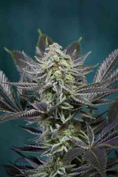 Locomotion > TGA Subcool Seeds | Graines Normal  |  Indica