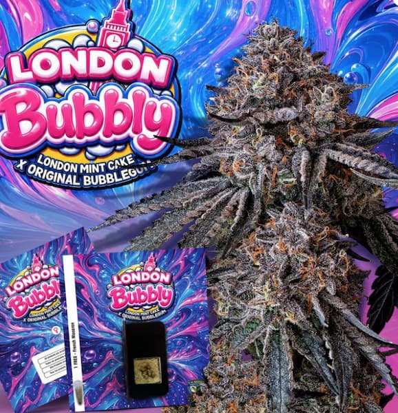 London Bubbly Seed > T.H.Seeds | Feminized Cannabis   |  Hybrid