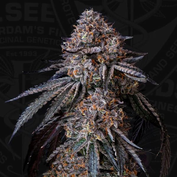 London Bubbly Seed > T.H.Seeds | Feminized Cannabis   |  Hybrid